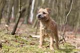 BORDER TERRIER 036